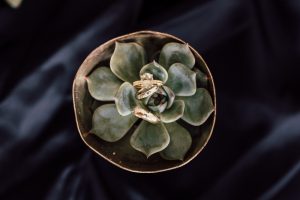 Hochzeitsdekoration Schale mit Pflanze und Eheringen